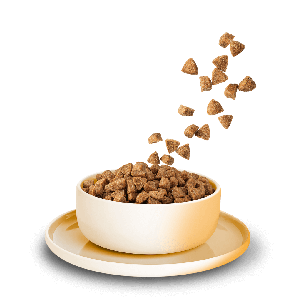 KITTY Cat - Trockenfutter Huhn Adult 800 g - Produkt in Schale/Napf
